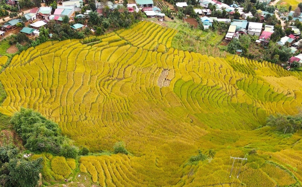 Mùa vàng Măng Ri – hành trình săn lúa chín giữa đại ngàn